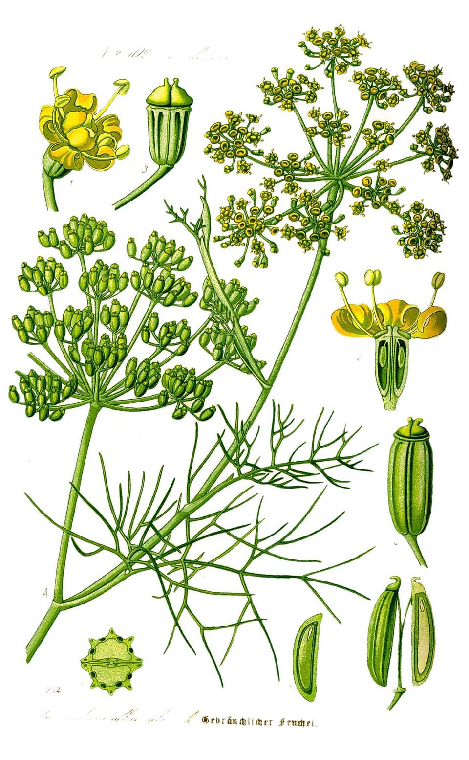 Illustration botanique de le fenouil