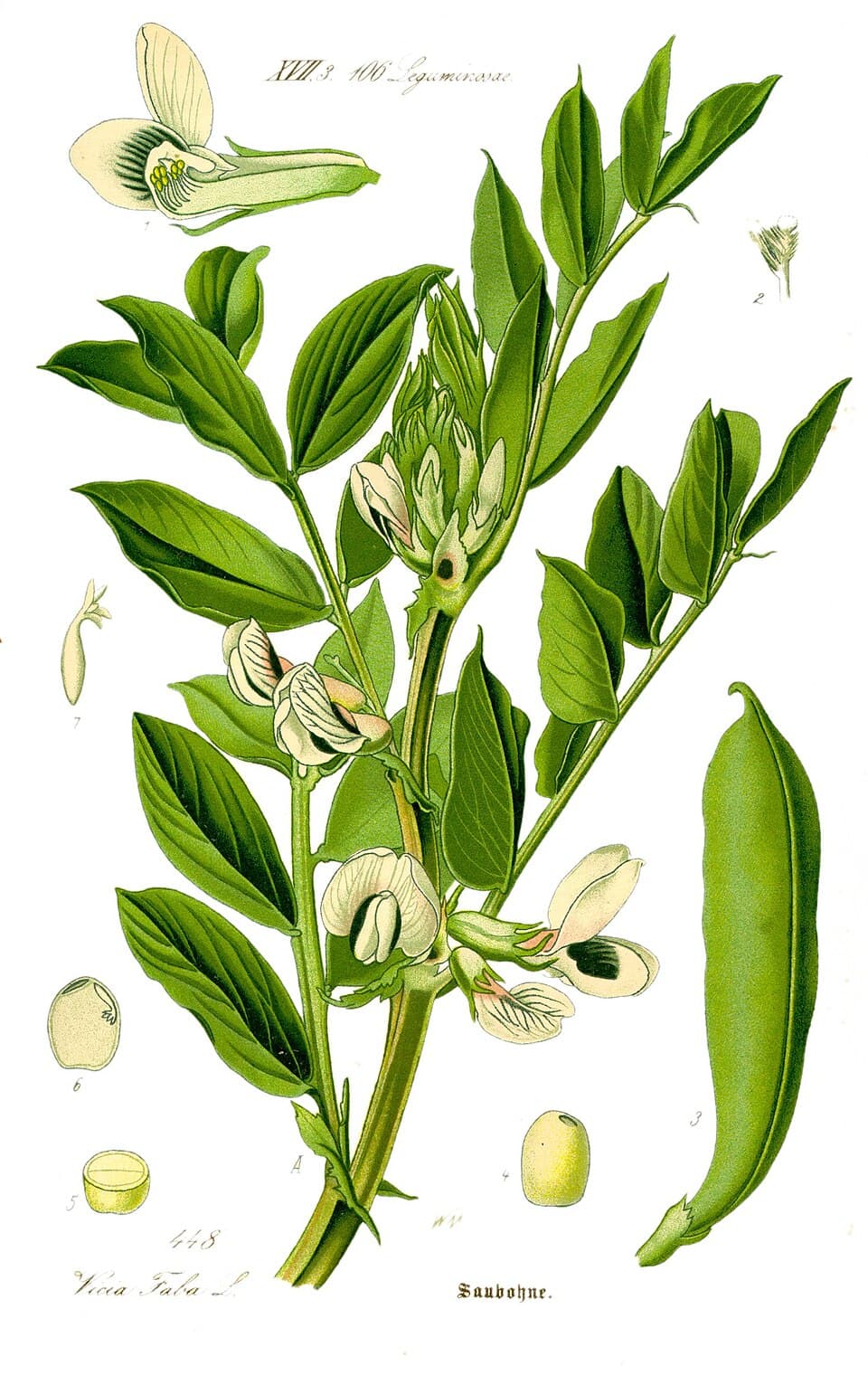 Illustration de Fève