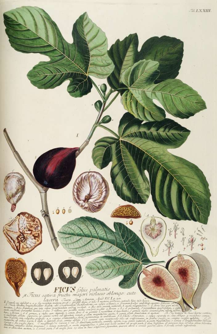 Illustration de Figuier