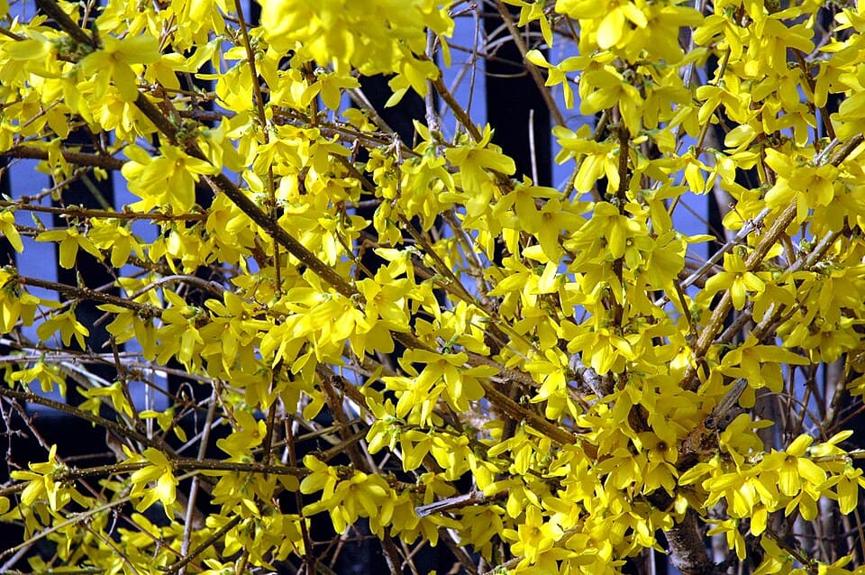 Illustration botanique de le forsythia
