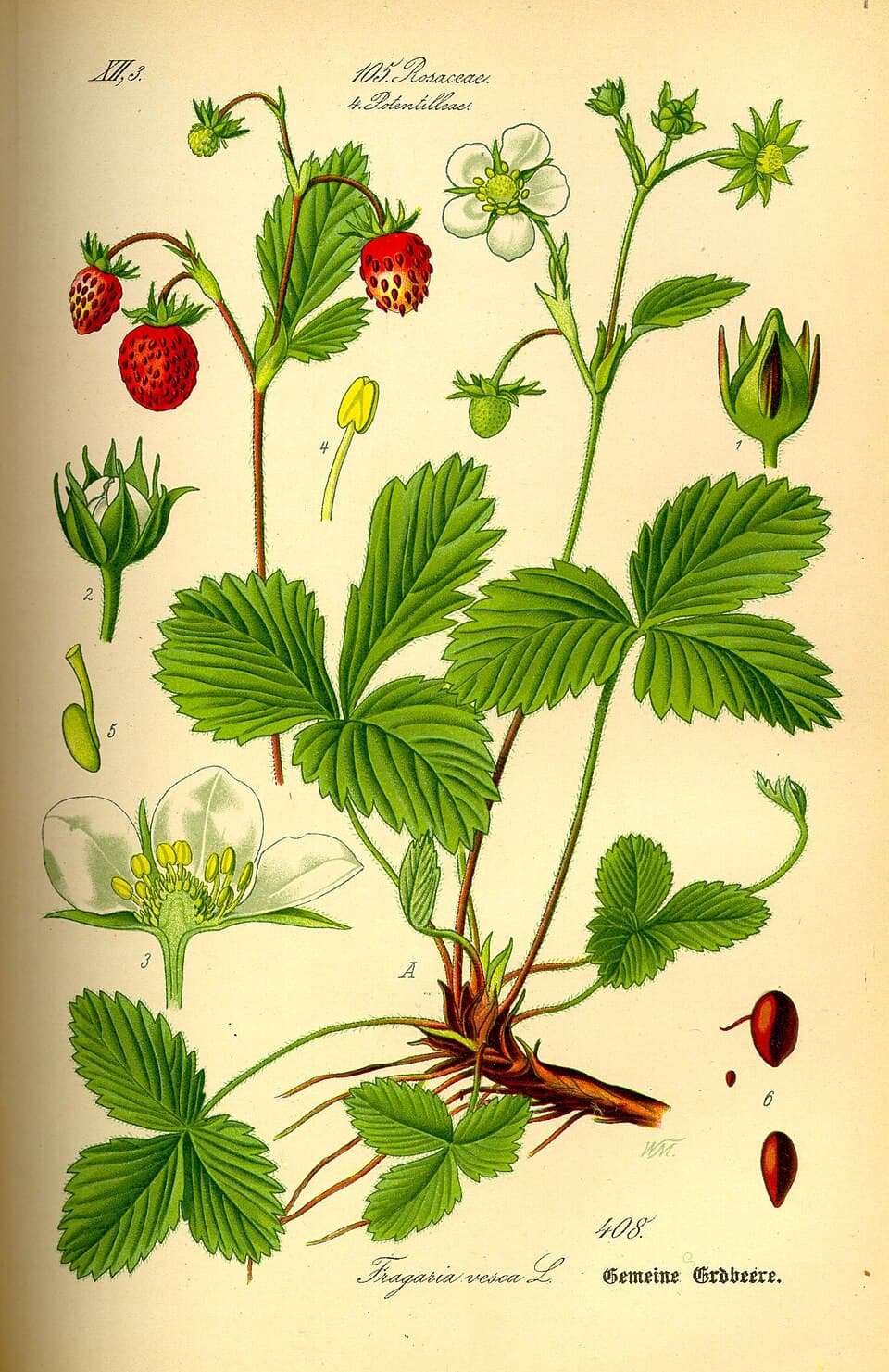 Illustration de Fraise