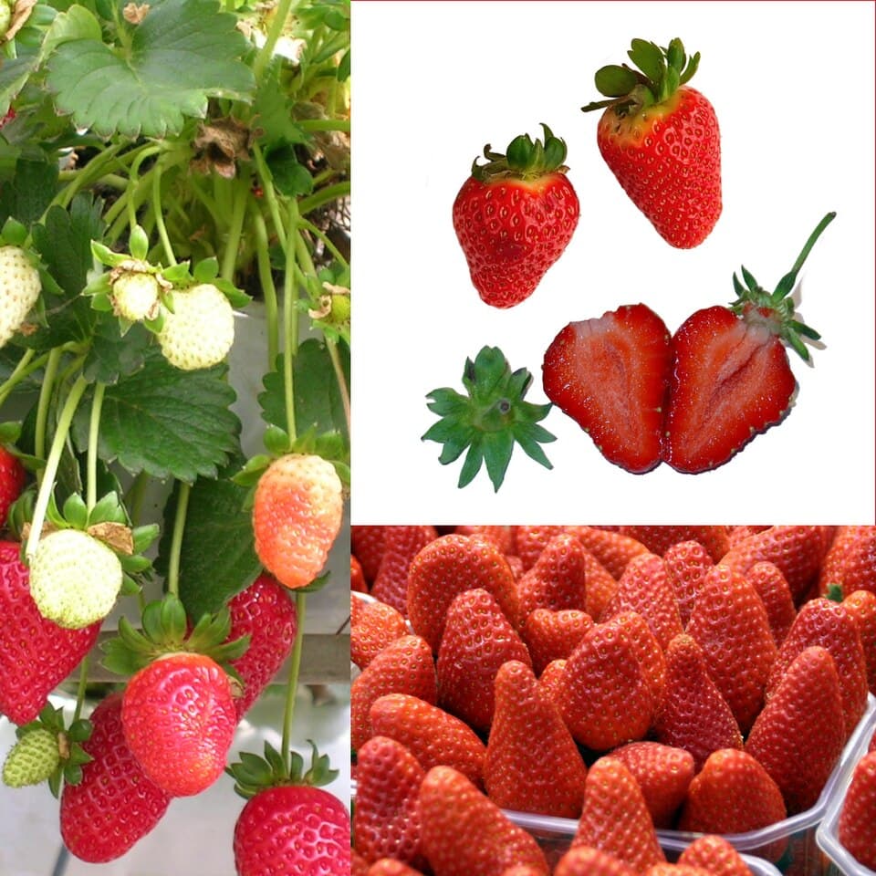 Illustration de Fraisier remontant