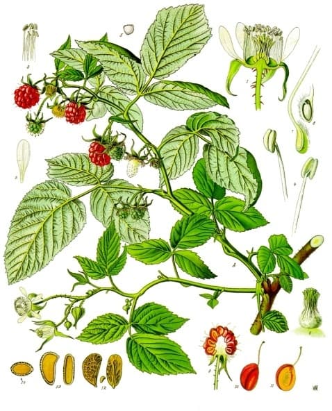 Illustration de Framboisier remontant