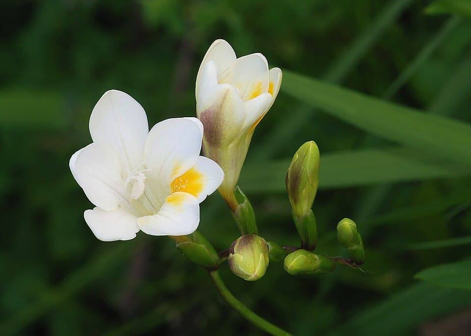 Illustration botanique de le freesia