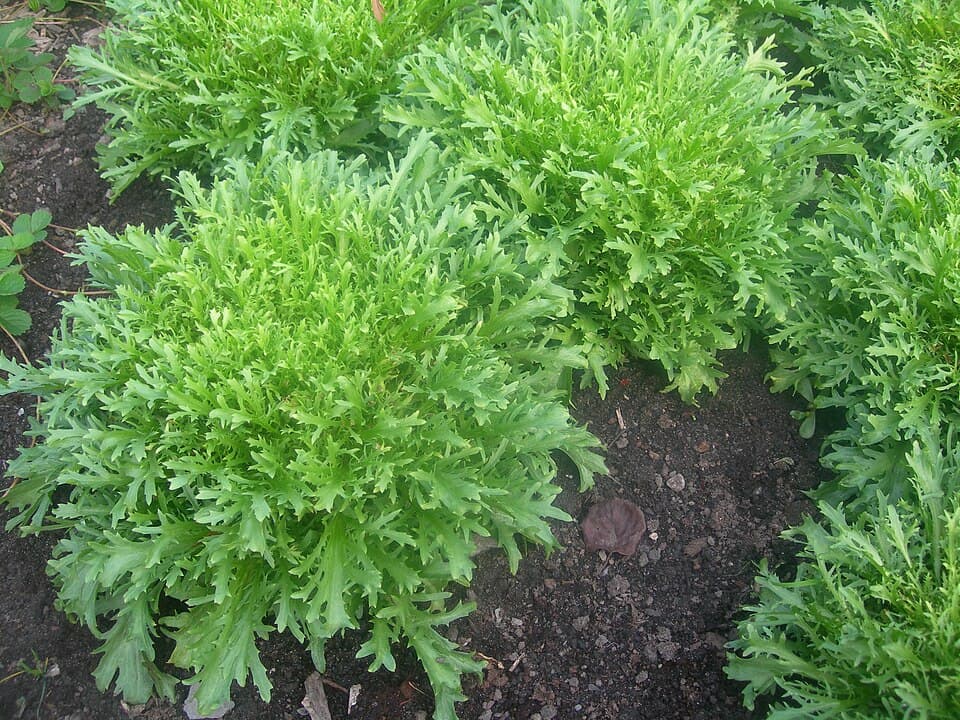 Illustration botanique de la frisée