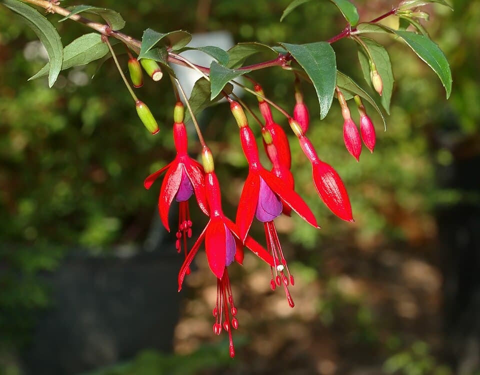 Illustration de Fuchsia
