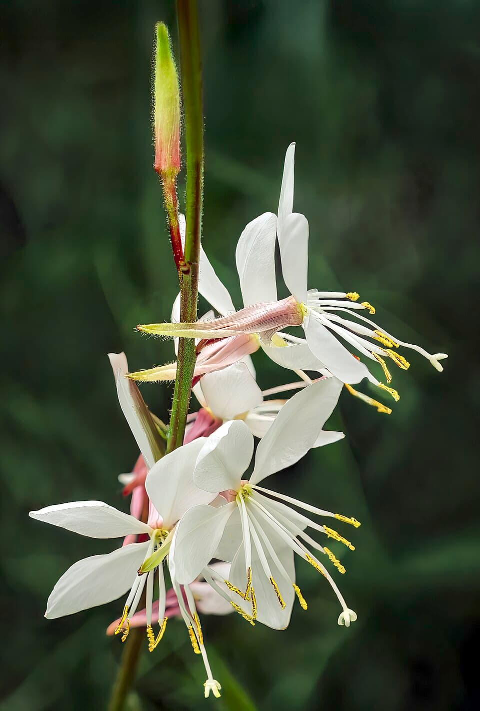Illustration de Gaura