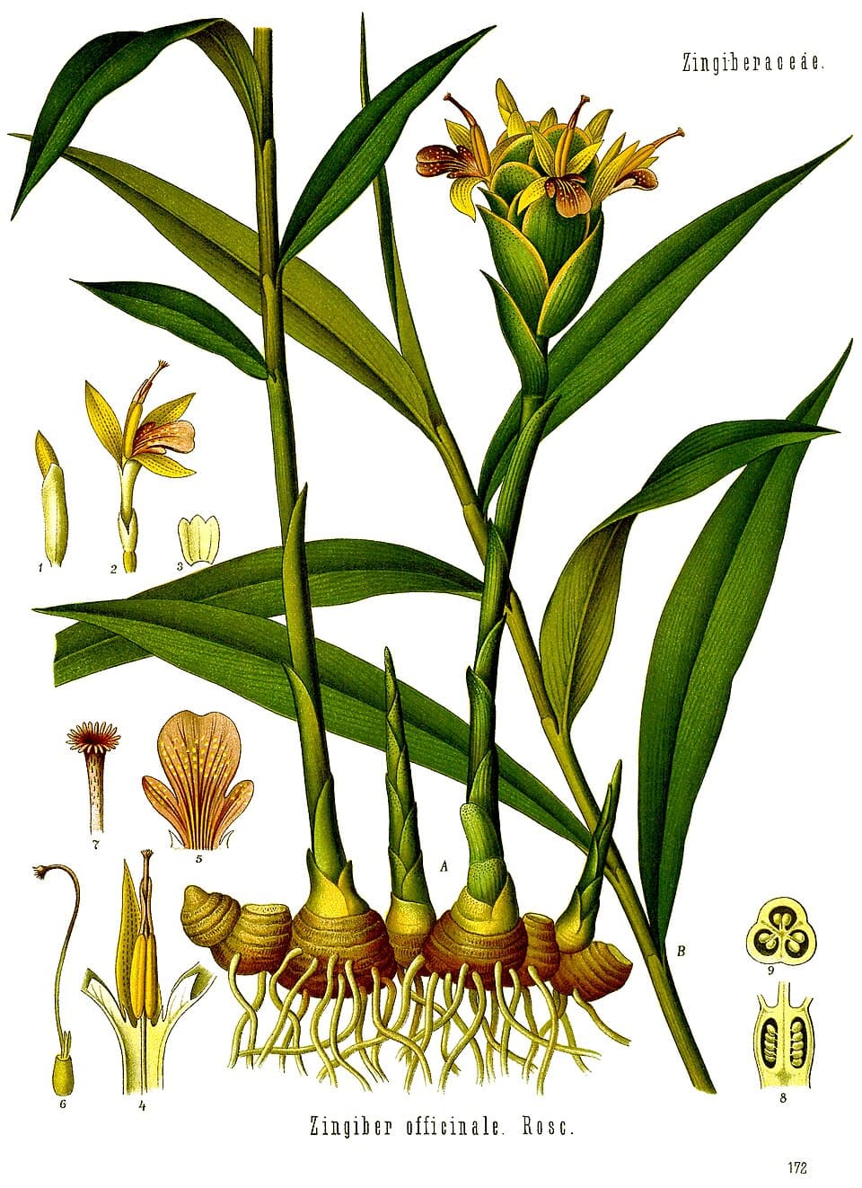 Illustration botanique de le gingembre