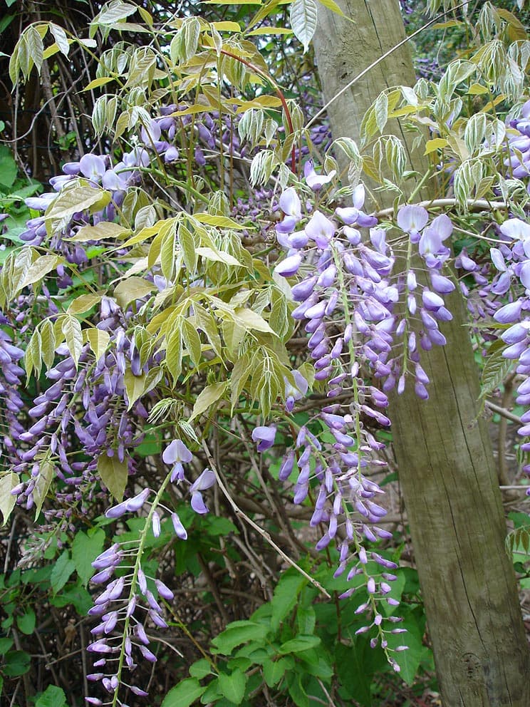 Illustration de Glycine