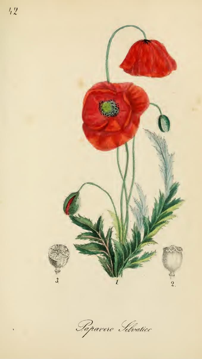 Illustration de Graine de pavot