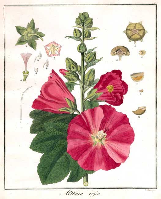 Illustration de Graine de rose trémière