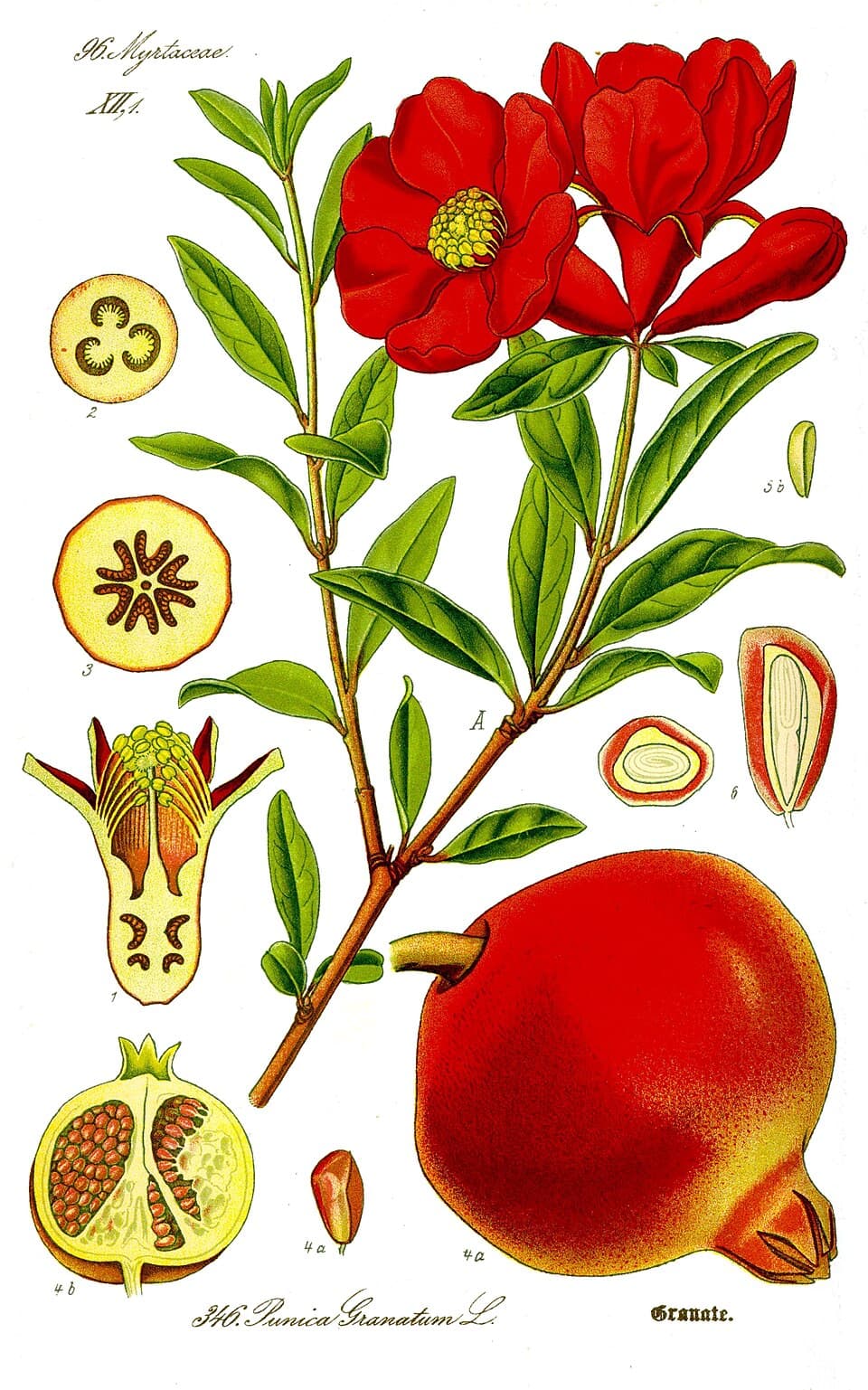 Illustration de Grenadier