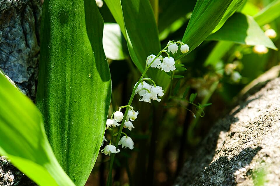 Illustration botanique de la griffe de muguet