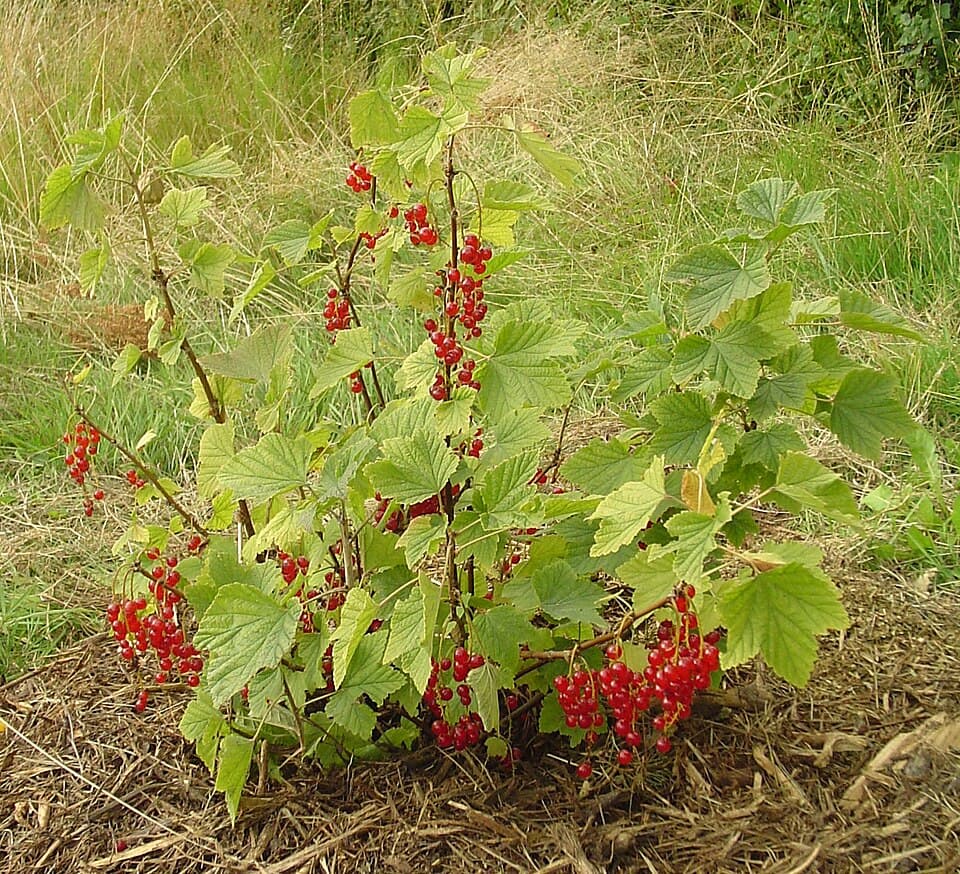 Illustration botanique de le groseillier à grappes