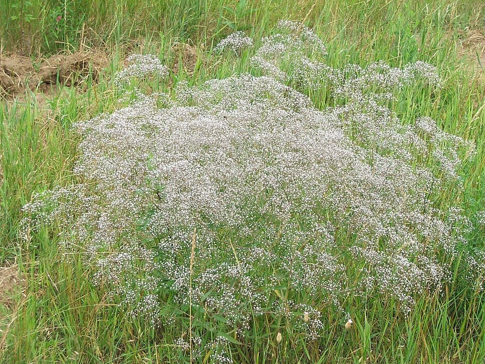 Illustration botanique de le gypsophile