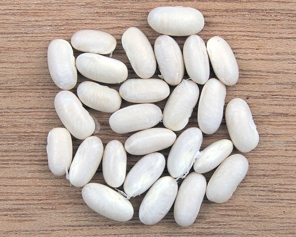 Illustration botanique de le haricot blanc