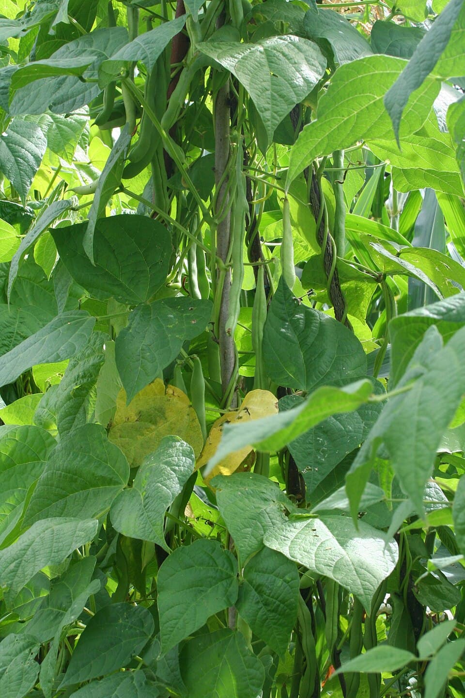 Illustration de Haricot vert