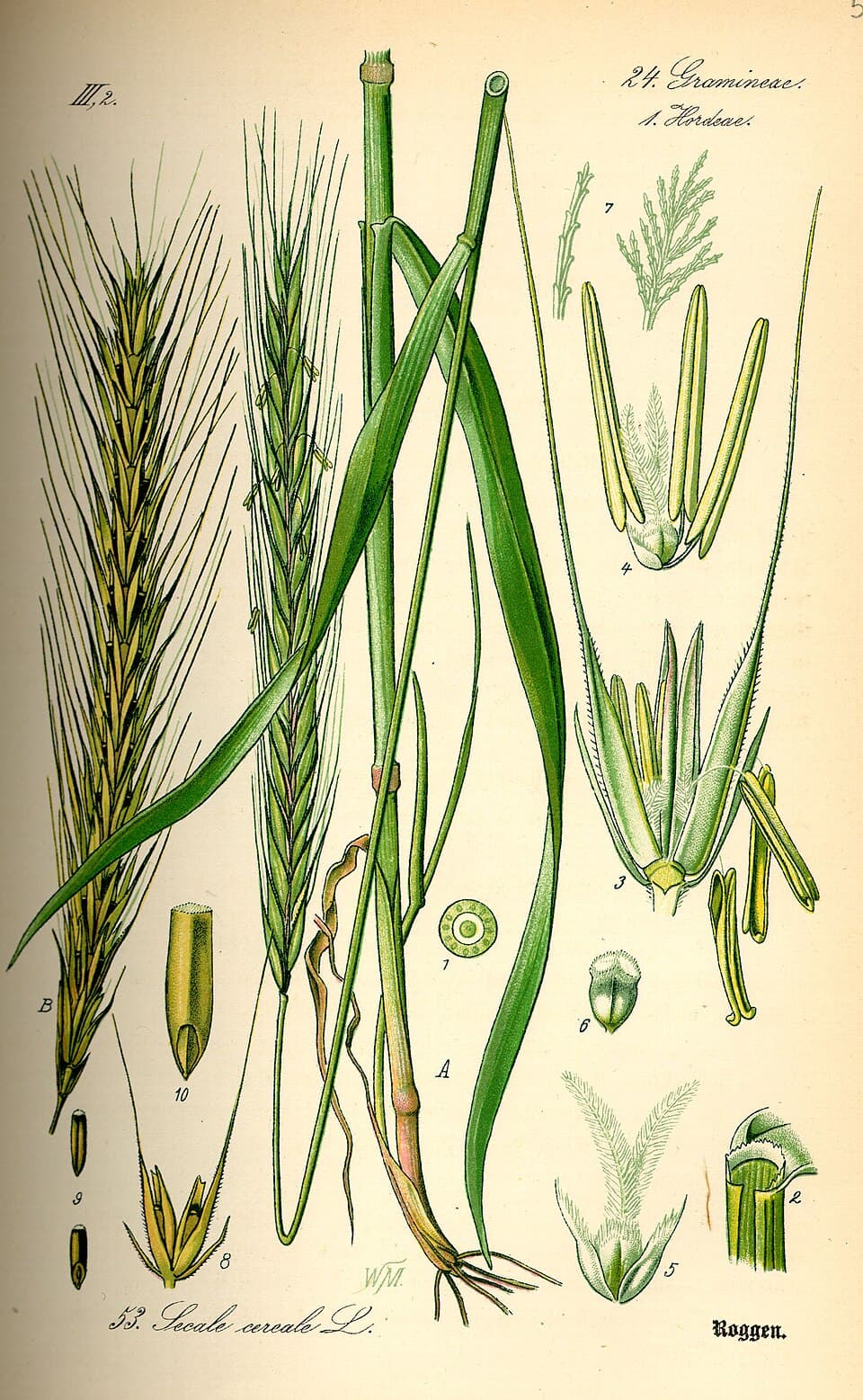 Illustration de Herbe