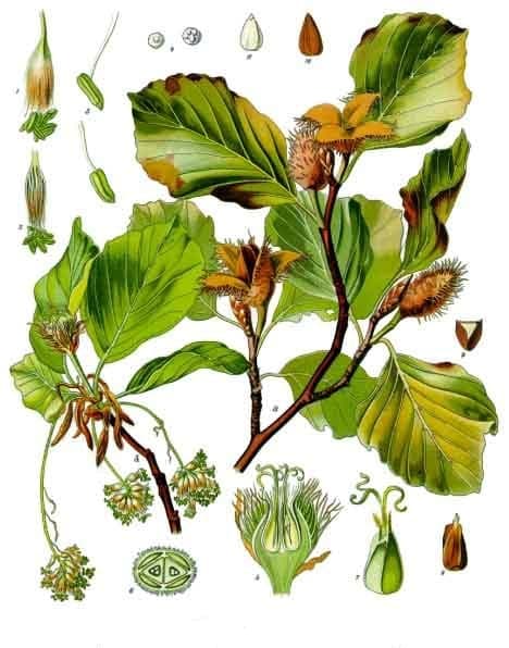Illustration botanique de le hêtre