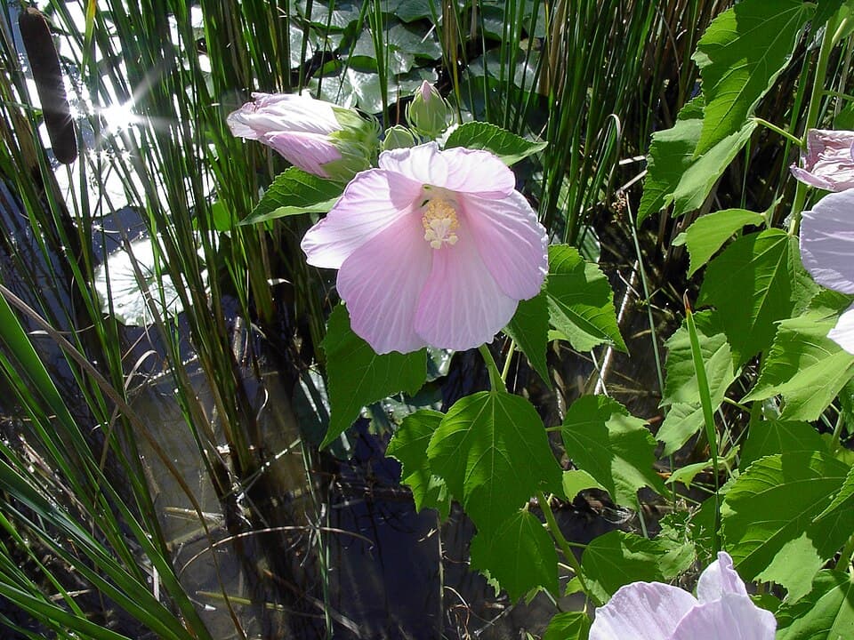 Illustration botanique de l'hibiscus des marais