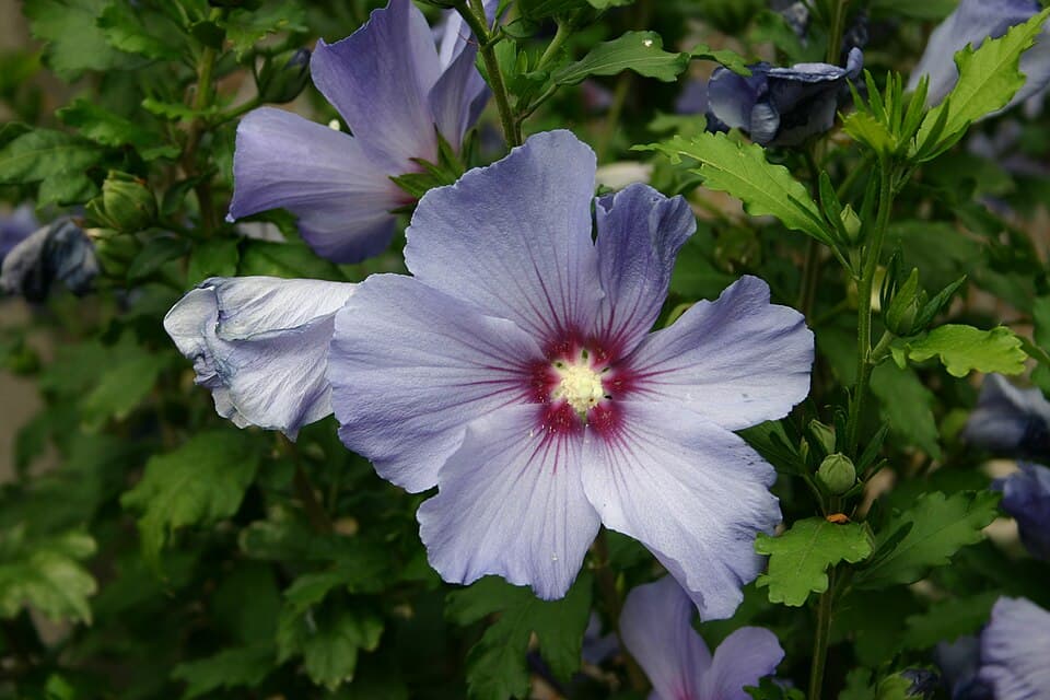 Illustration de Hibiscus