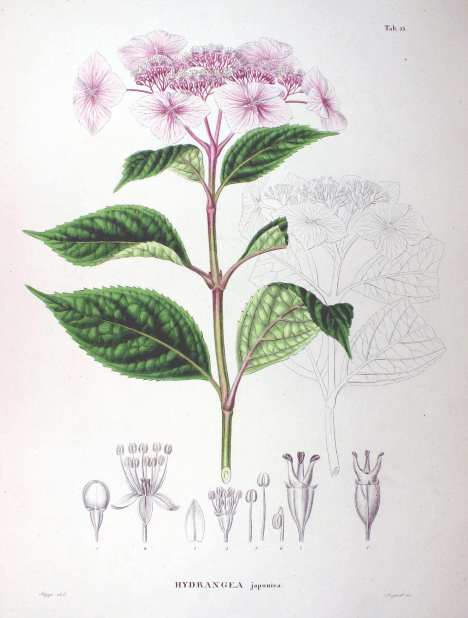 Illustration de Hortensia