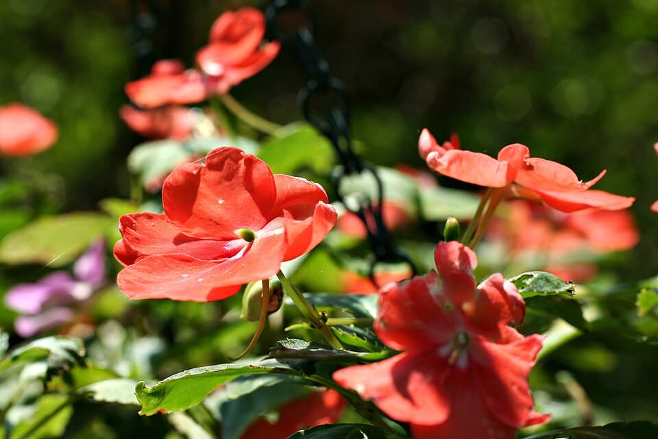 Illustration botanique de l'impatiens