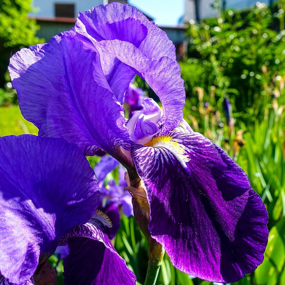 Illustration de Iris