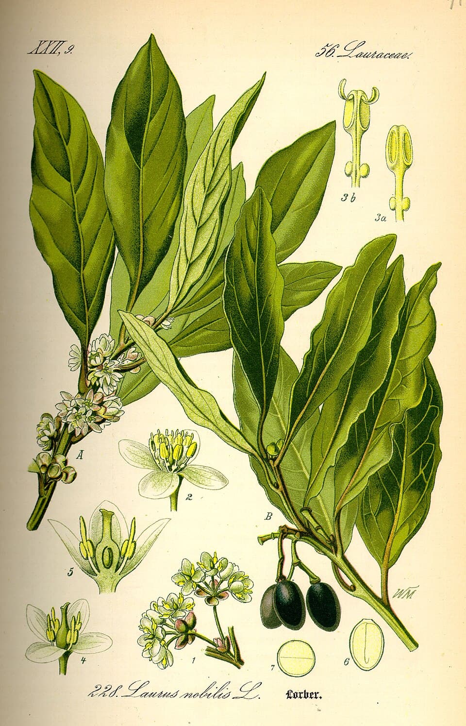 Illustration de Laurier-sauce