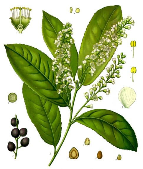 Illustration de Laurier