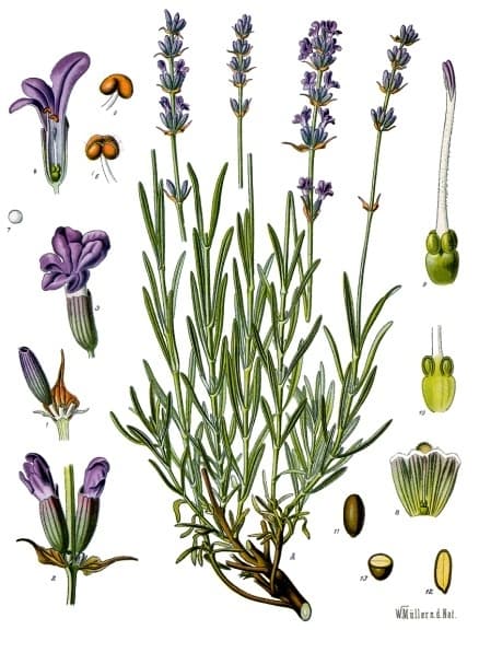 Illustration de Lavande