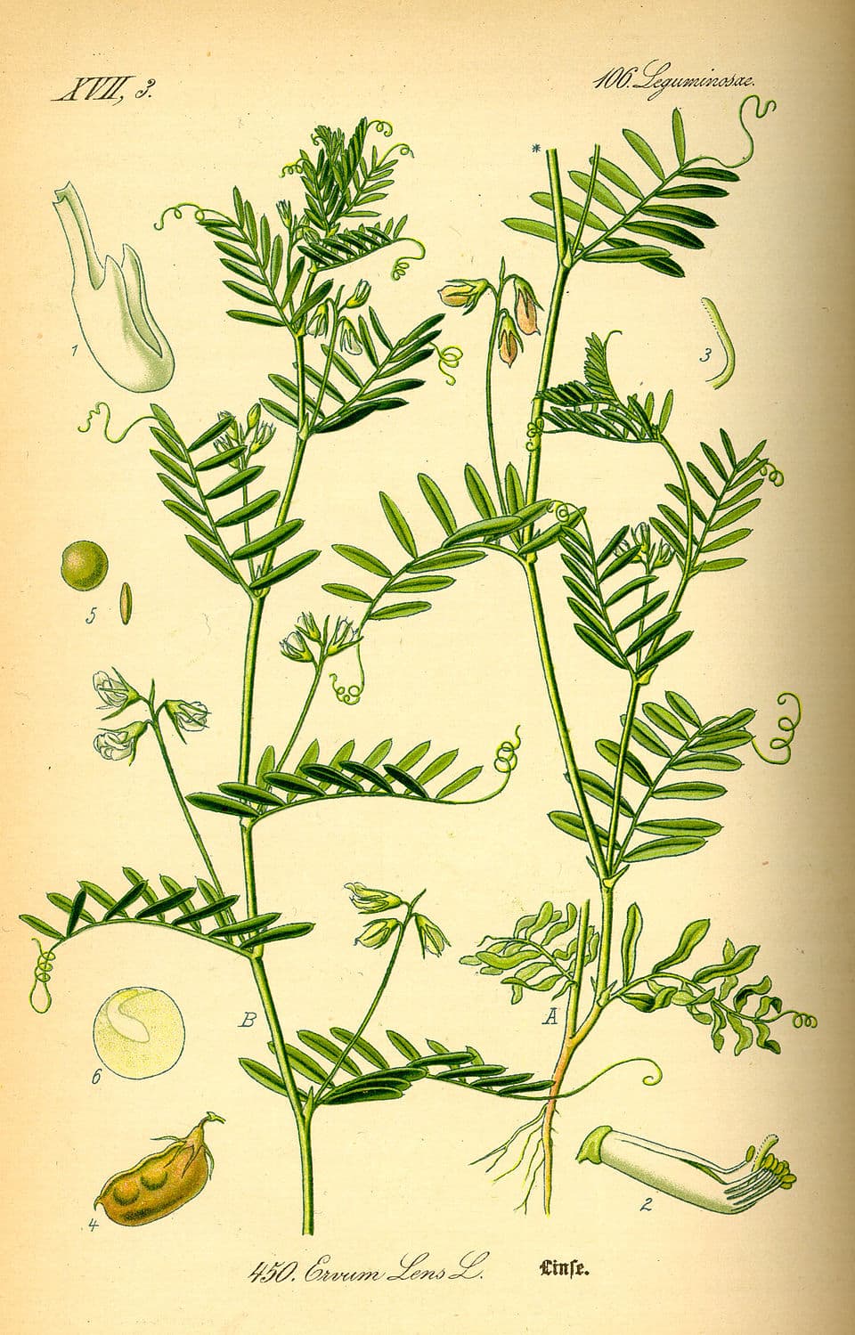 Illustration de Lentille (à germer pour Noël)
