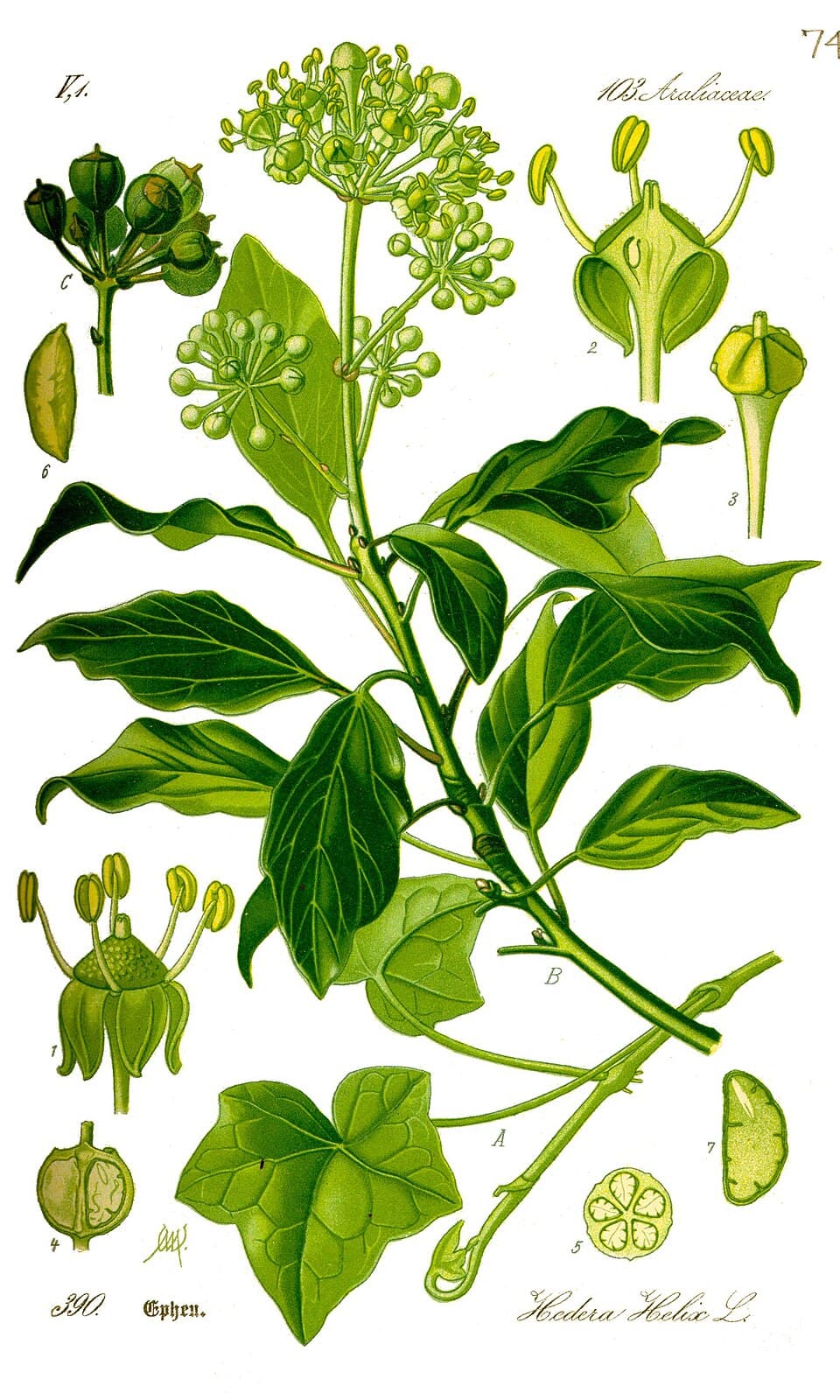 Illustration botanique de le lierre