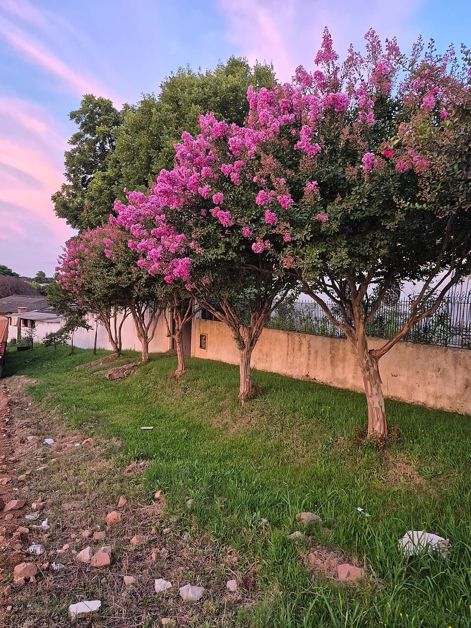 Illustration de Lilas des Indes