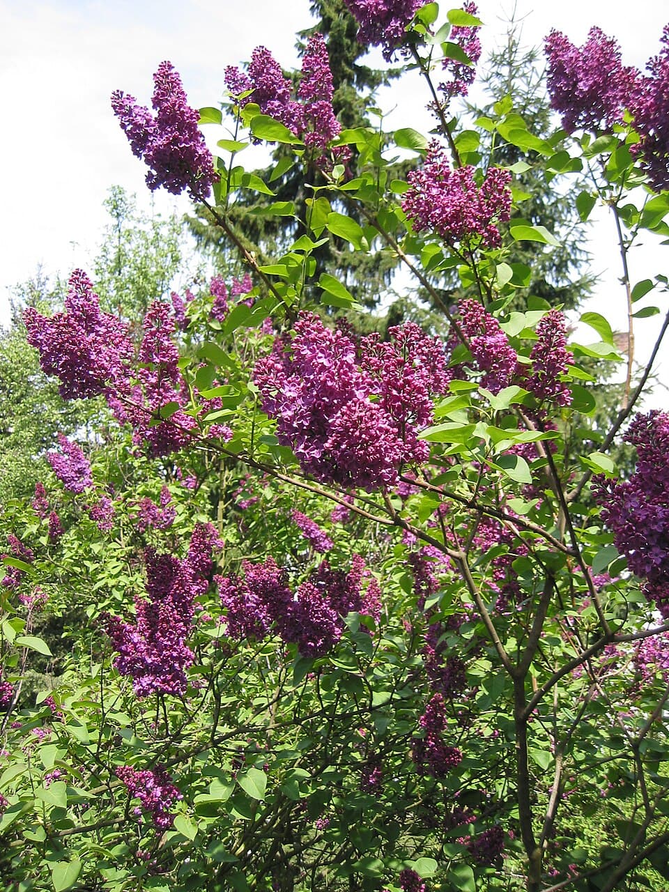 Illustration de Lilas
