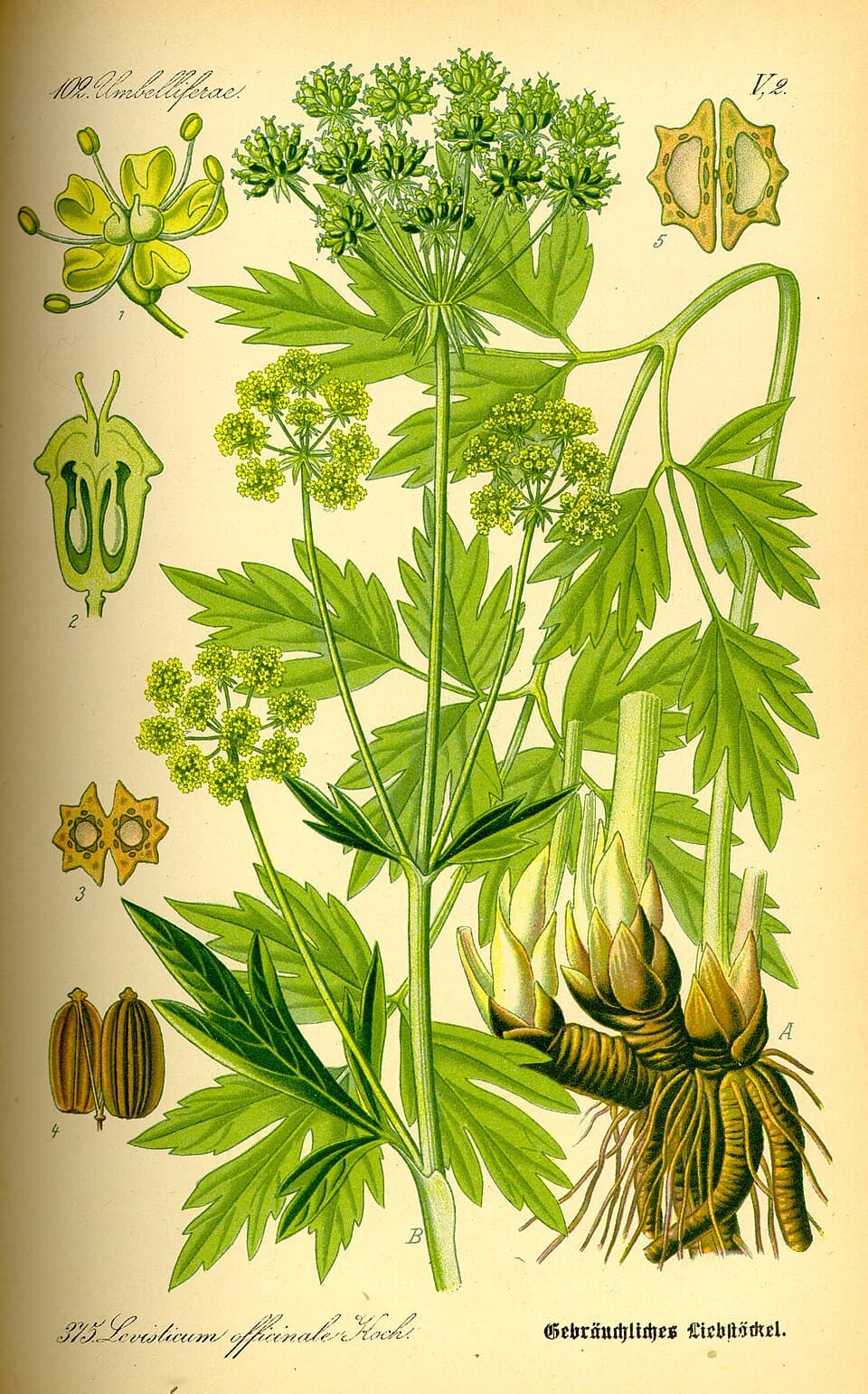 Illustration botanique de la livèche