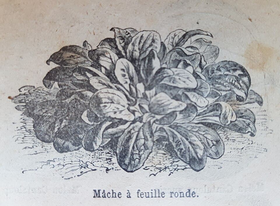 Illustration de Mâche