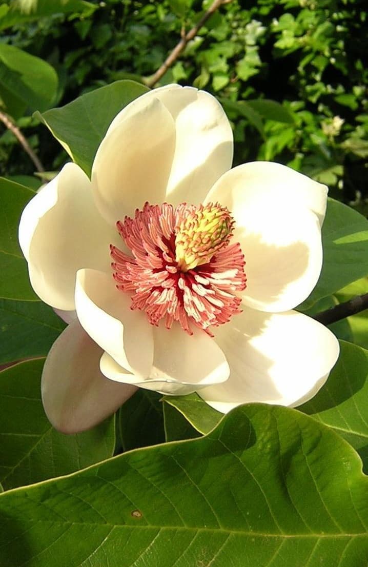 Illustration de Magnolia