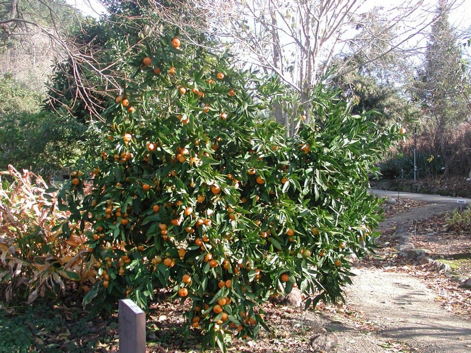 Illustration de Mandarinier