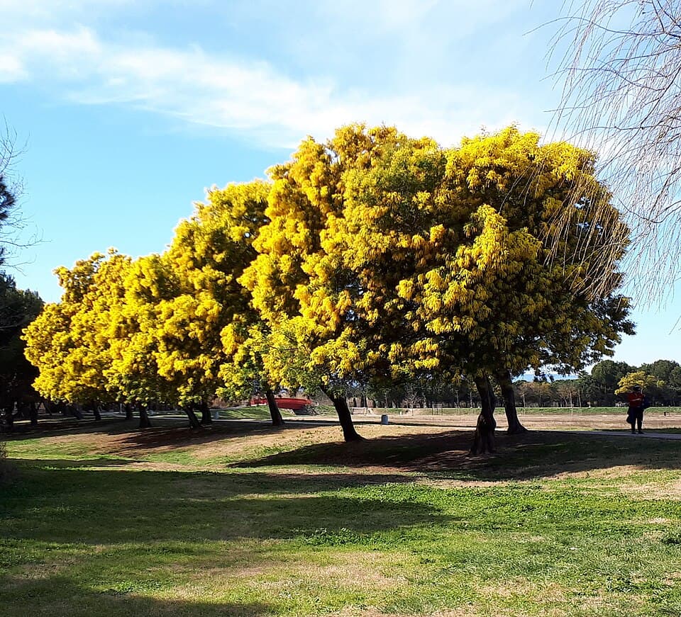 Illustration de Mimosa
