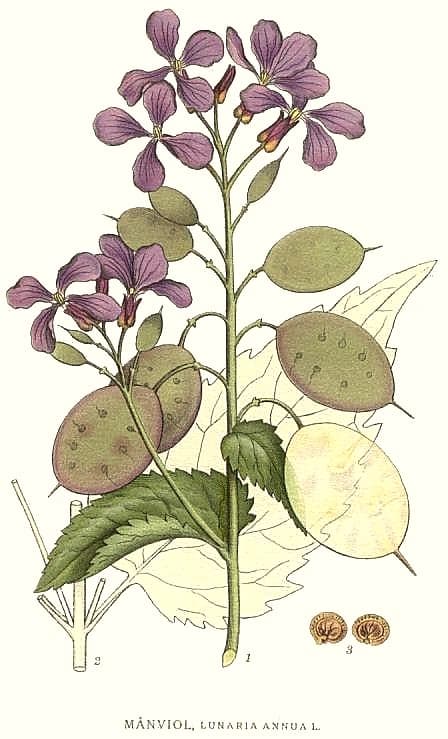 Illustration de Monnaie-du-pape (lunaria)
