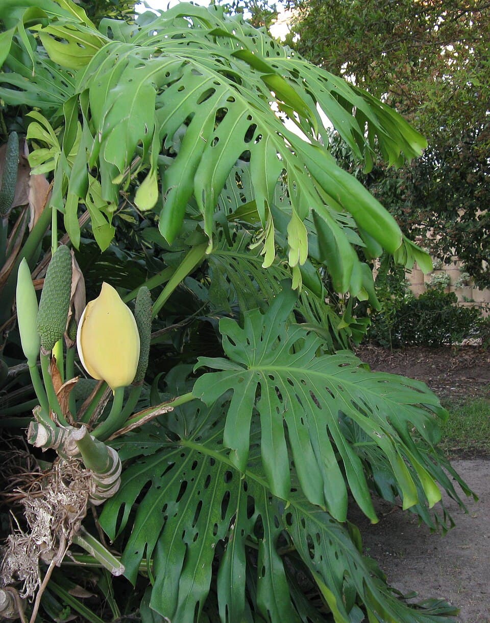 Illustration botanique de le monstera