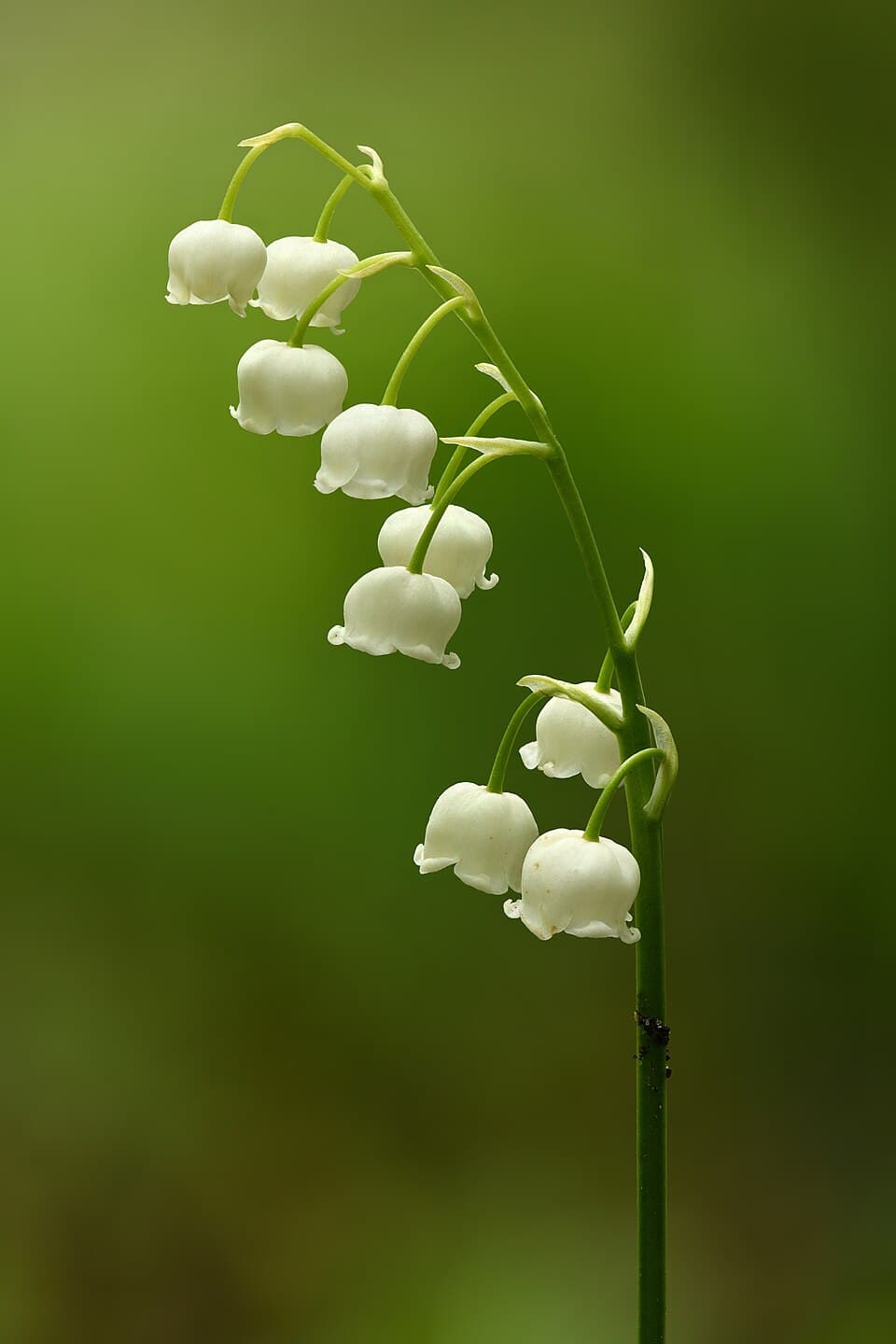 Illustration de Muguet