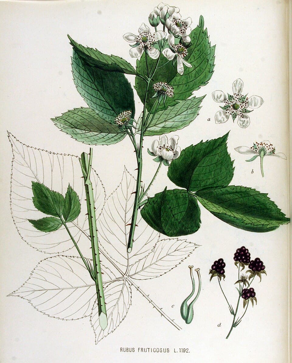 Illustration botanique de le mûrier (mûres)