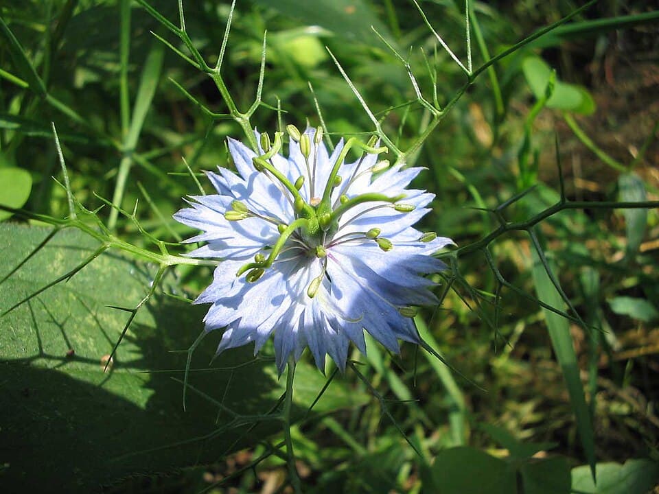 Illustration botanique de la nigelle de damas