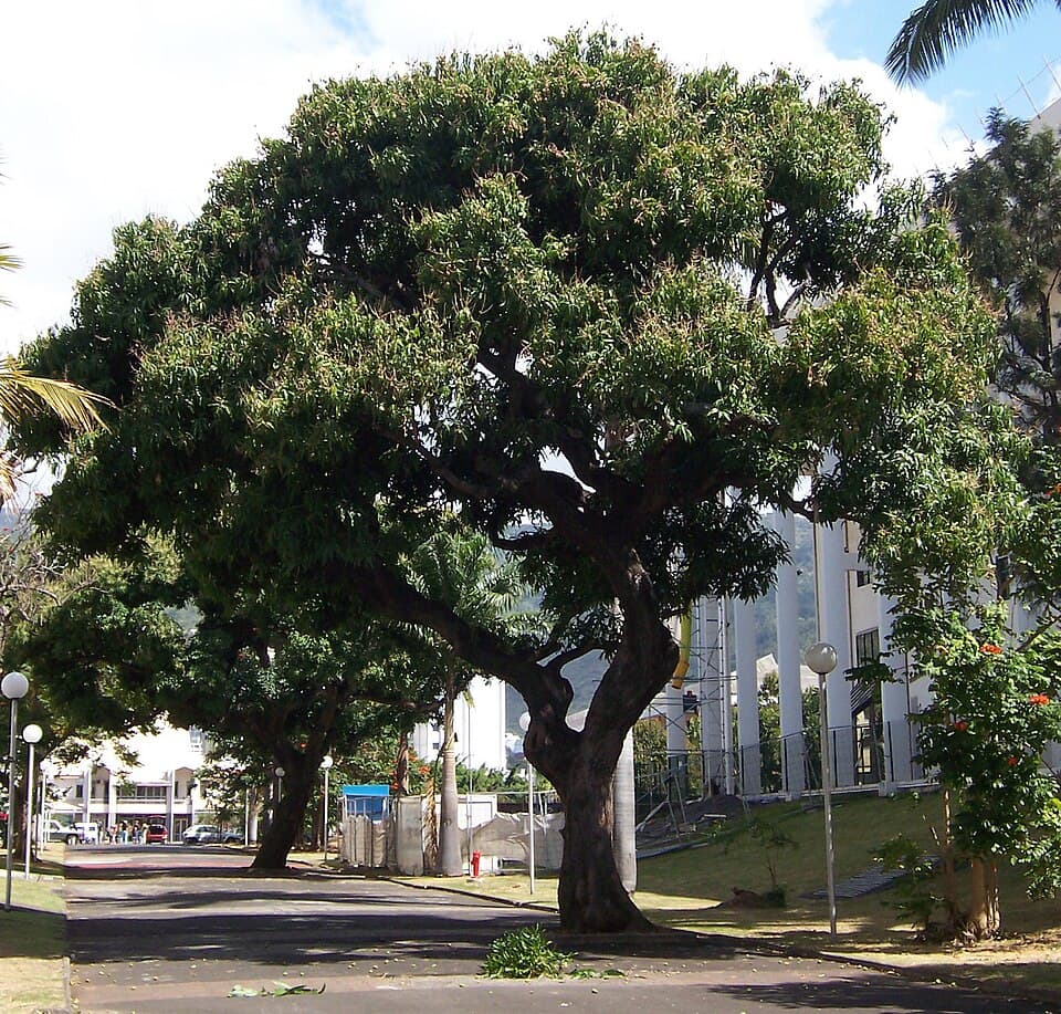 Illustration de Noyau de mangue