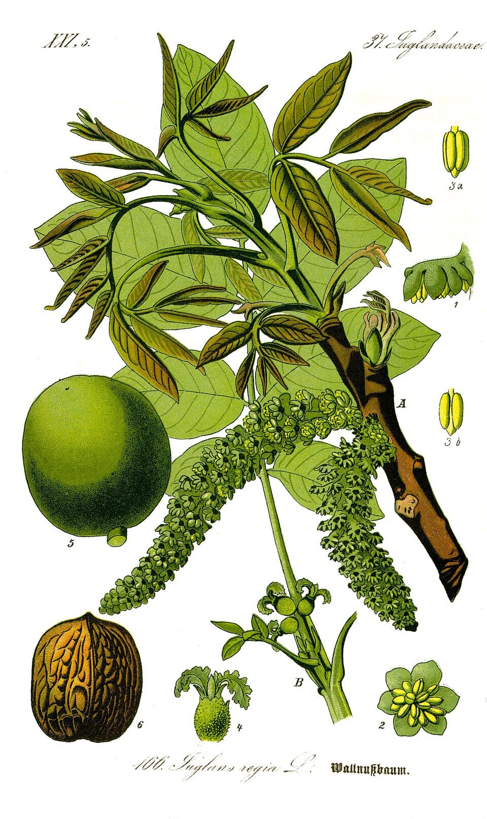 Illustration de Noyer