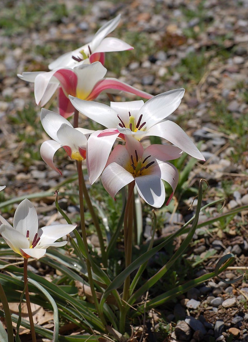 Illustration de Oignon de tulipe