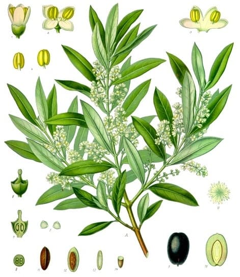 Illustration de Olivier