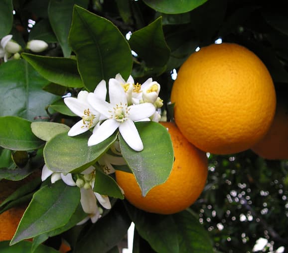 Illustration de Oranger